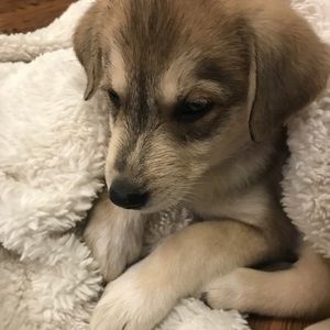 Meet your Posher, Teela